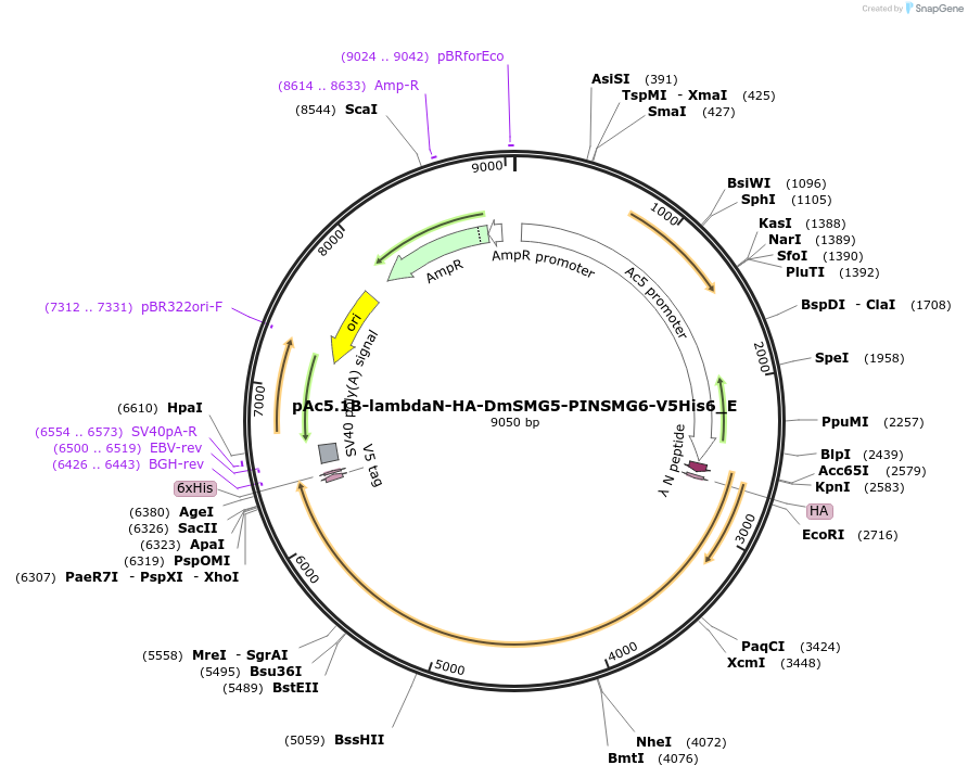 146232-plasmid-map-sequence-id-288677