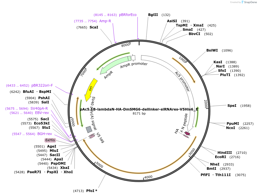 146234-plasmid-map-sequence-id-288679