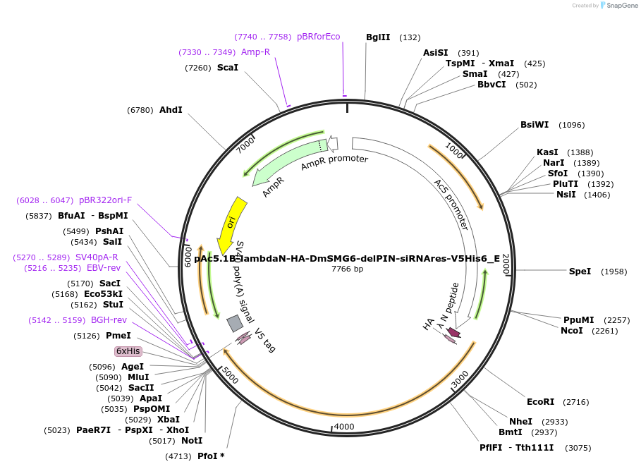 146235-plasmid-map-sequence-id-288680