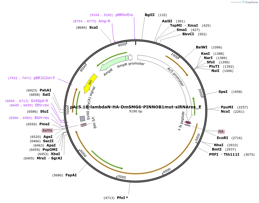 146238-plasmid-map-sequence-id-288683