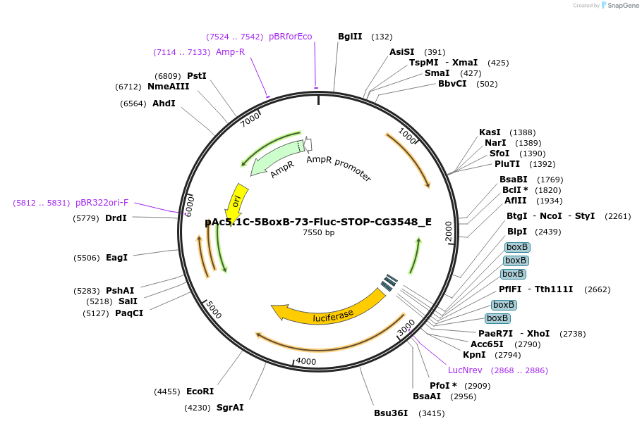 146243-plasmid-map-sequence-id-288688