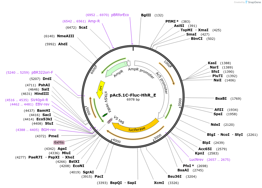 146247-plasmid-map-sequence-id-288692