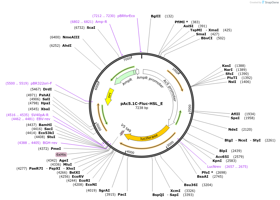 146248-plasmid-map-sequence-id-288693