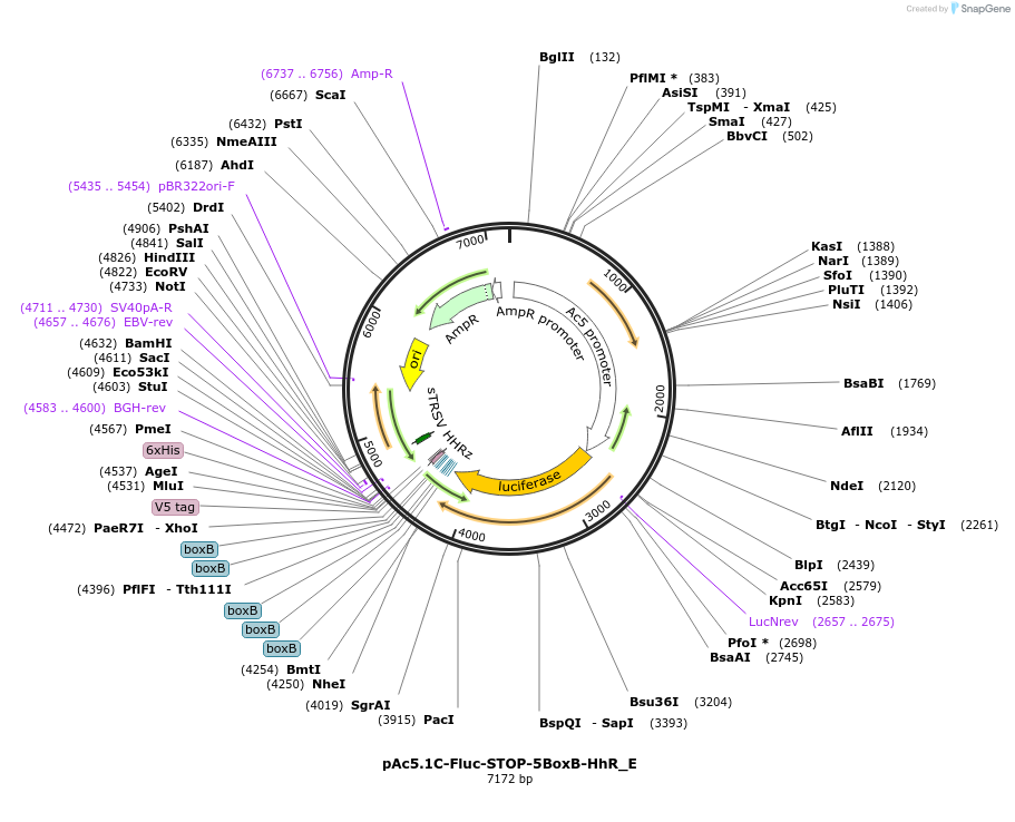 146249-plasmid-map-sequence-id-288694