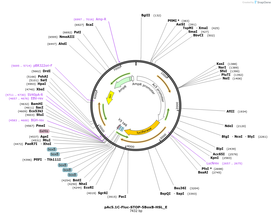 146250-plasmid-map-sequence-id-288695