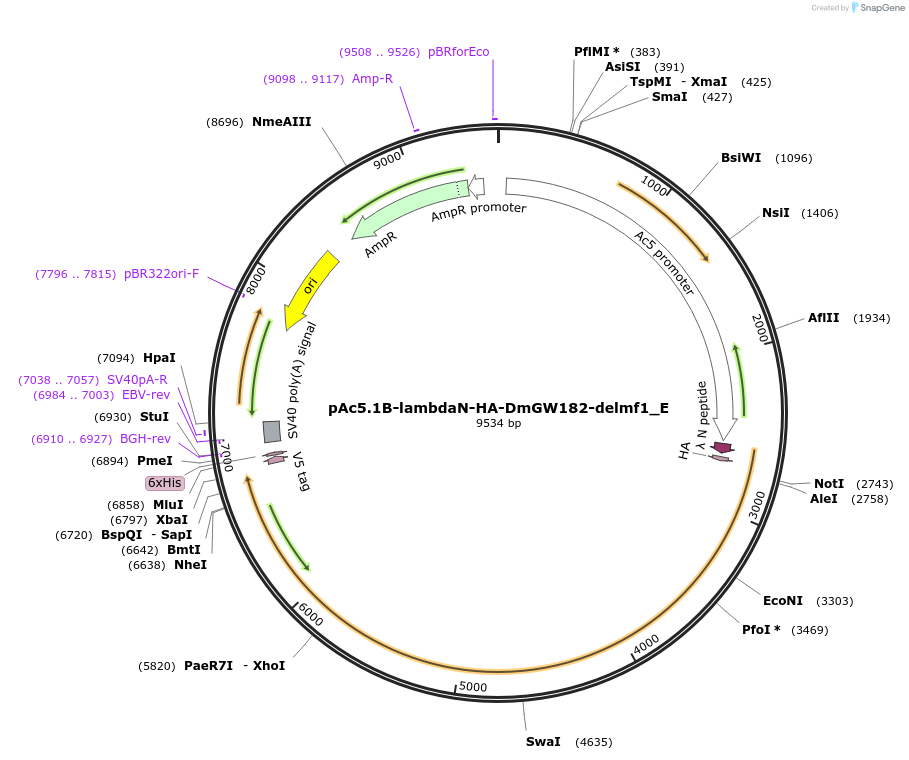 146253-plasmid-map-sequence-id-288698