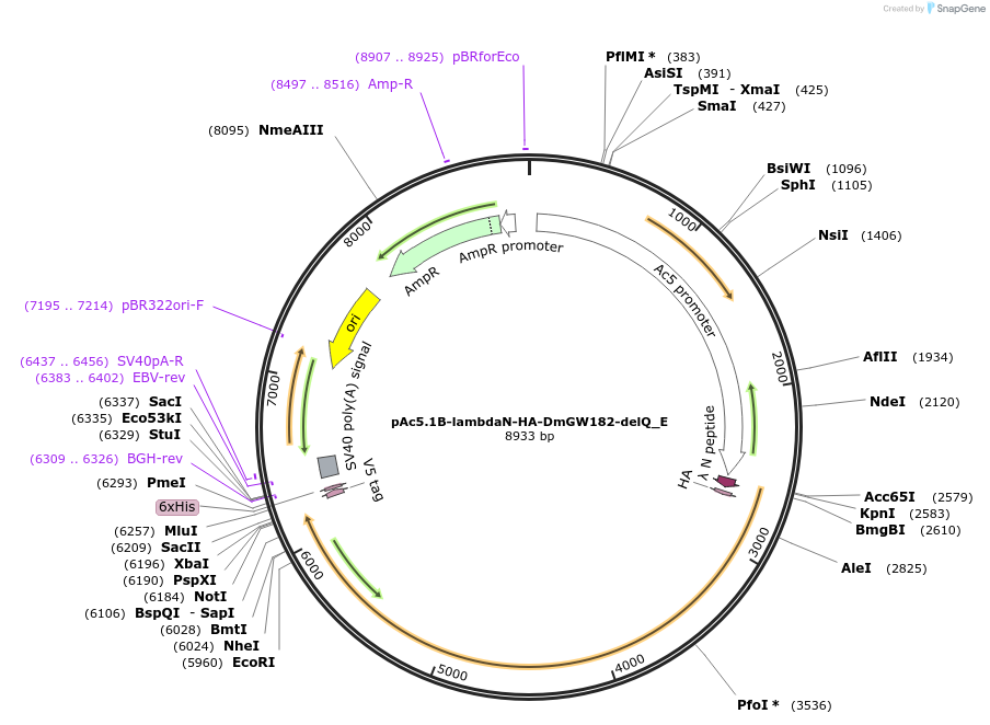 146255-plasmid-map-sequence-id-288700