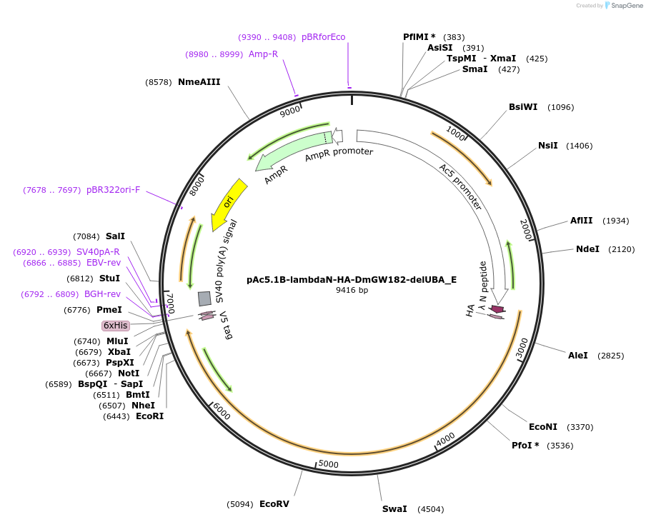 146256-plasmid-map-sequence-id-288701