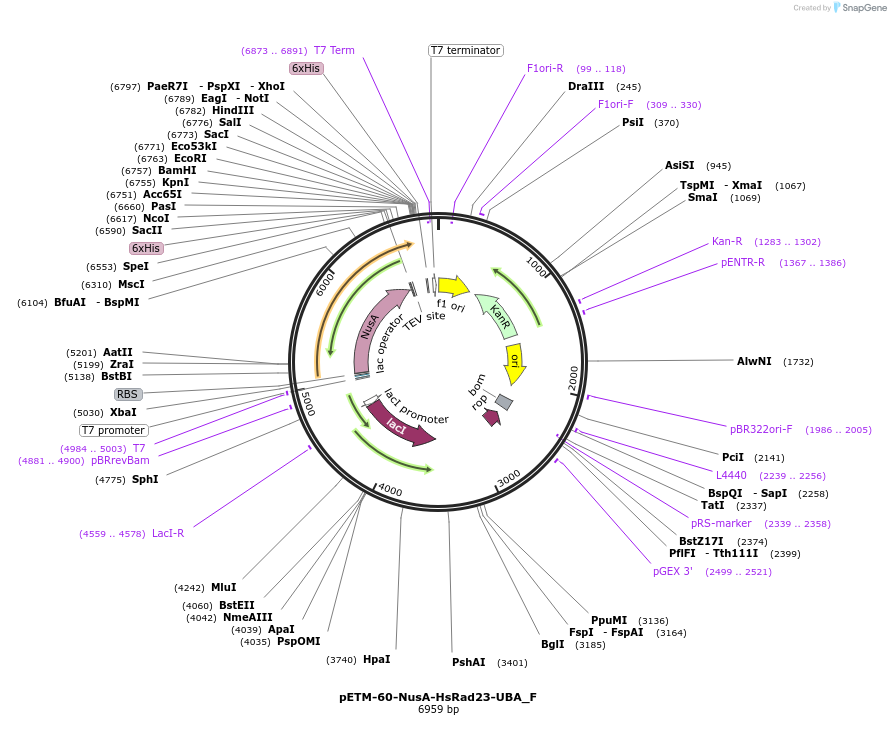 146266-plasmid-map-sequence-id-288711