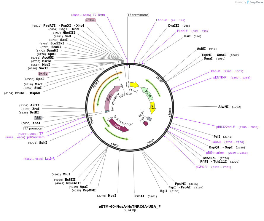 146267-plasmid-map-sequence-id-288712