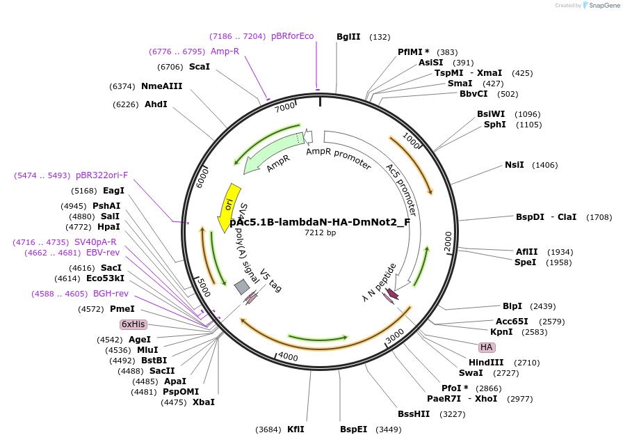 146274-plasmid-map-sequence-id-288719