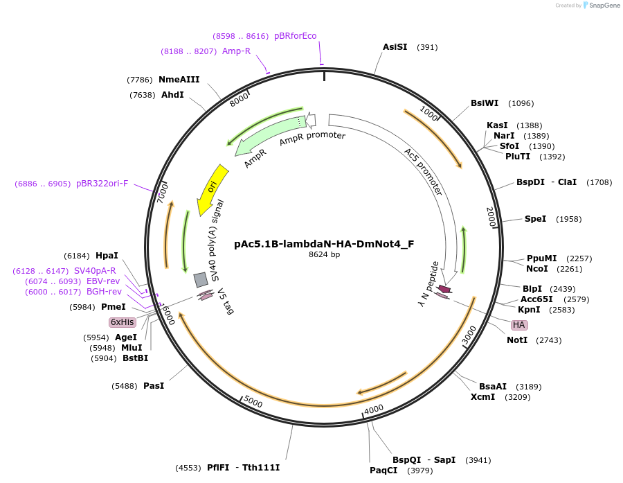 146275-plasmid-map-sequence-id-288720