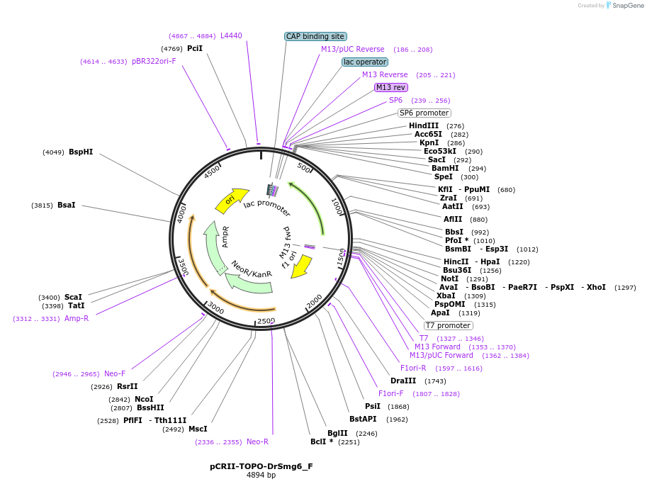 146279-plasmid-map-sequence-id-288724