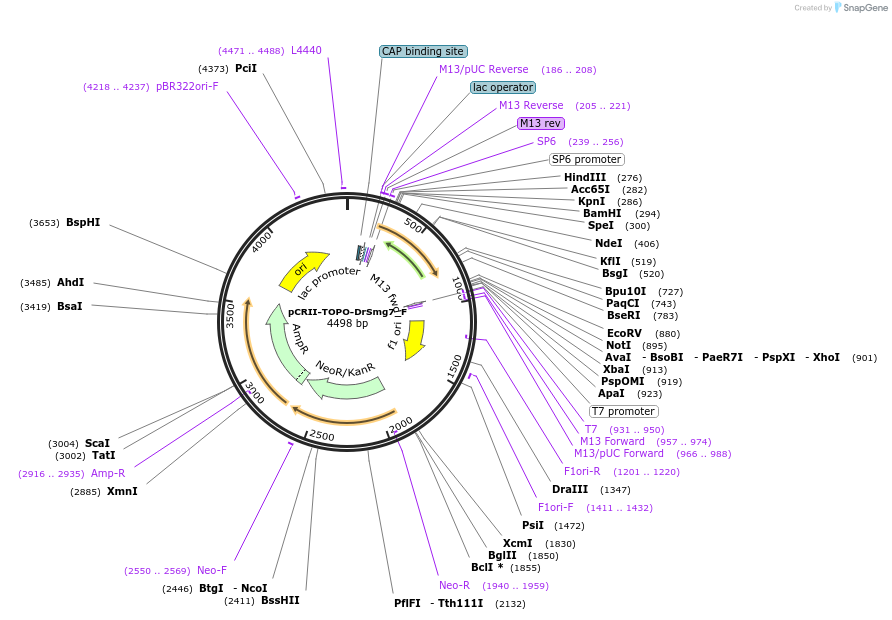 146280-plasmid-map-sequence-id-288725