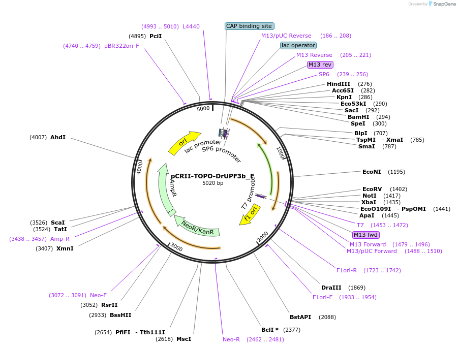 146284-plasmid-map-sequence-id-288729
