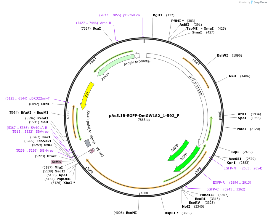 146285-plasmid-map-sequence-id-288730
