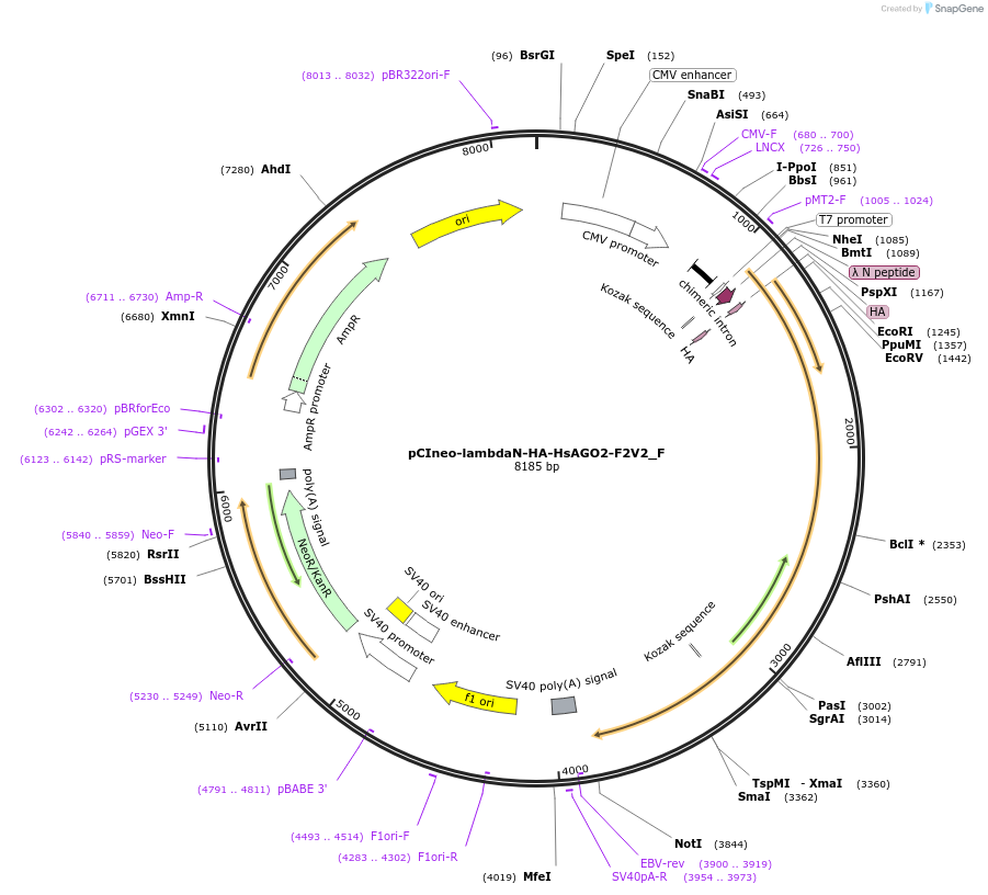 146287-plasmid-map-sequence-id-288732