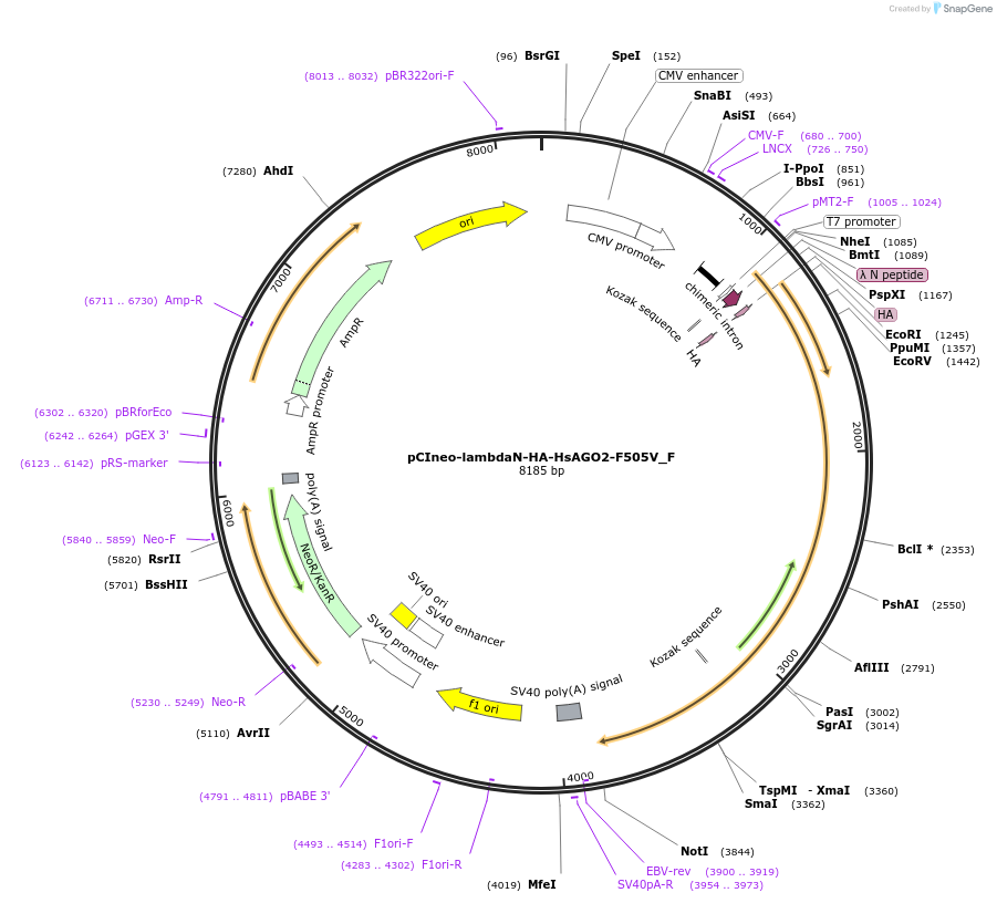 146289-plasmid-map-sequence-id-288734