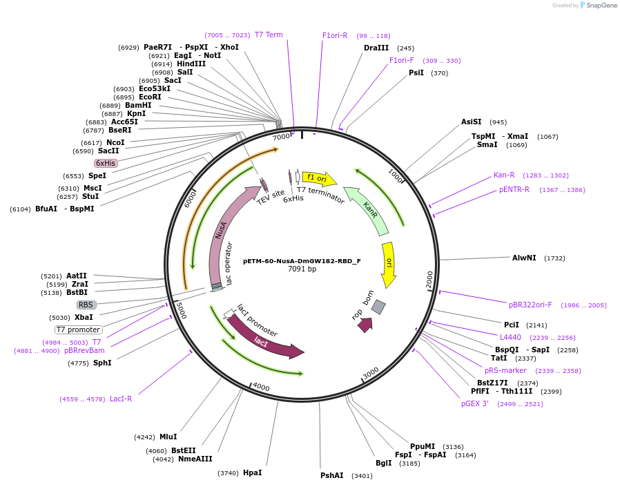146290-plasmid-map-sequence-id-288735
