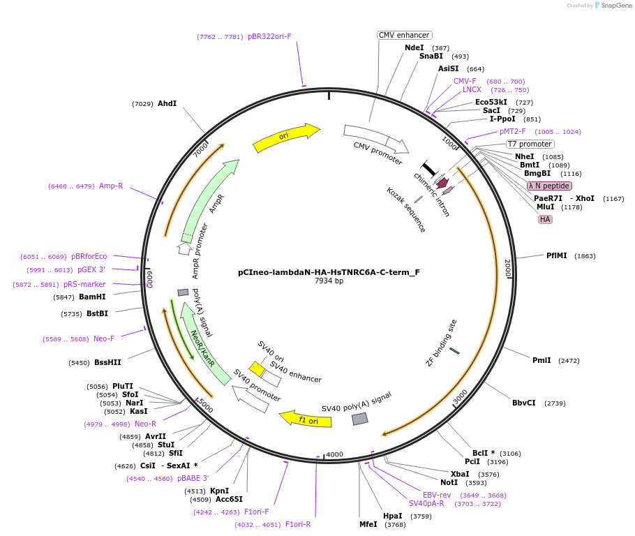 146294-plasmid-map-sequence-id-288739