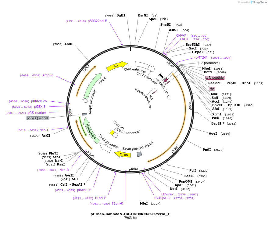 146306-plasmid-map-sequence-id-288751