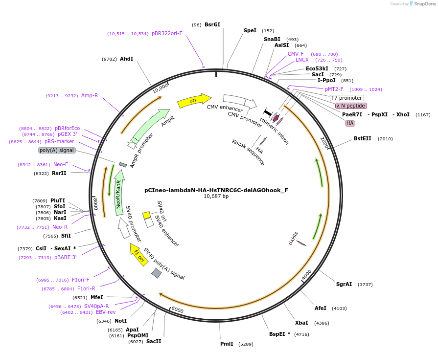 146307-plasmid-map-sequence-id-288752