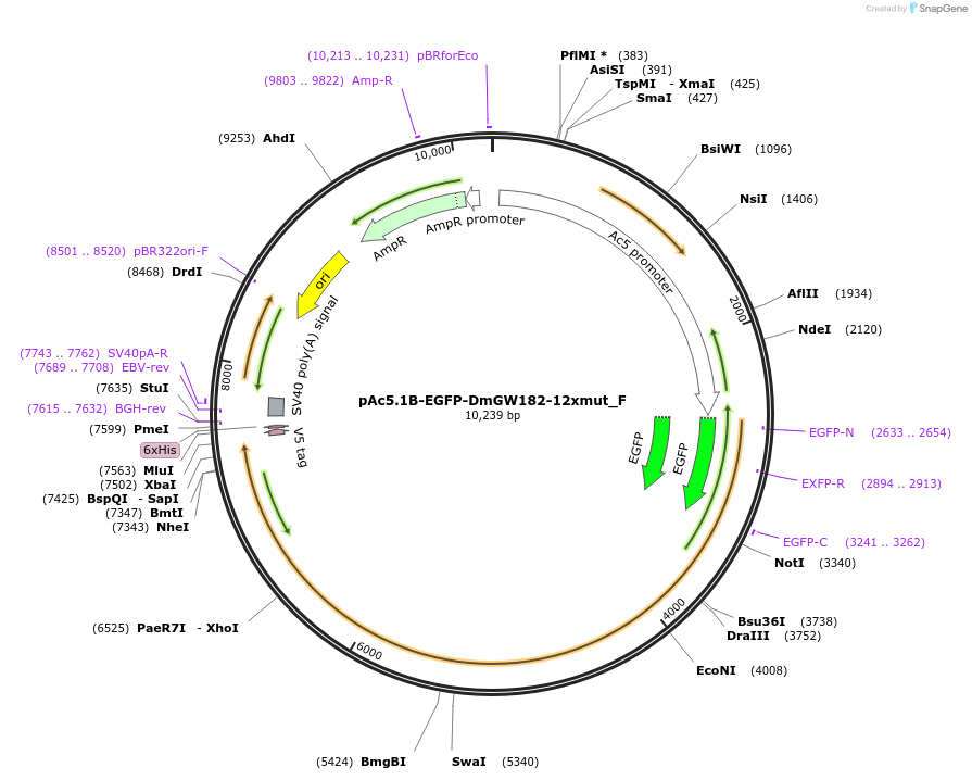 146320-plasmid-map-sequence-id-288765