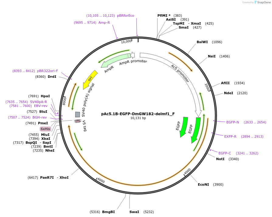 146321-plasmid-map-sequence-id-288766