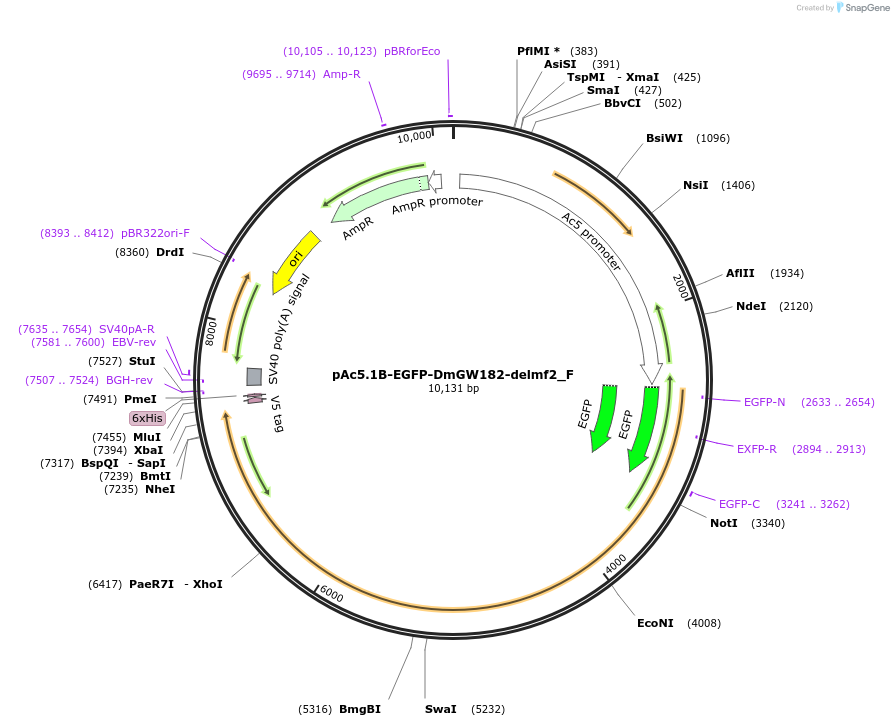 146322-plasmid-map-sequence-id-288767