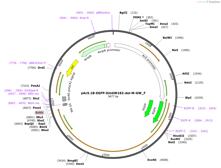 146323-plasmid-map-sequence-id-288768