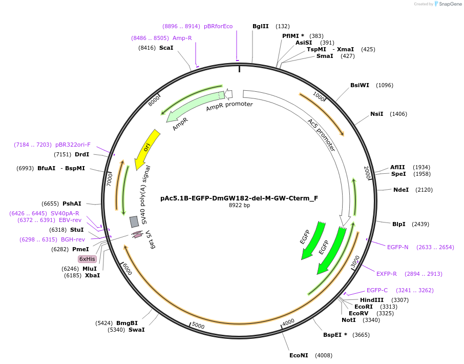 146324-plasmid-map-sequence-id-288769