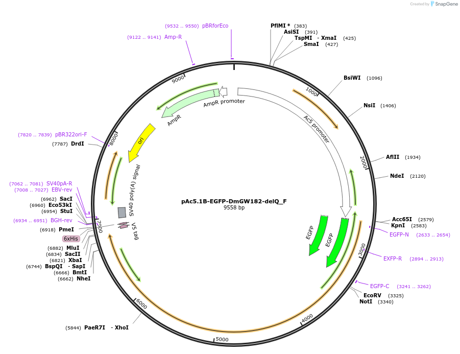 146325-plasmid-map-sequence-id-288770