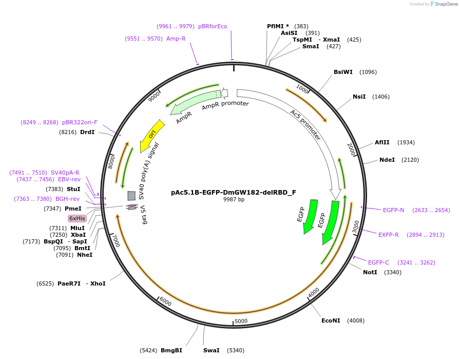 146326-plasmid-map-sequence-id-288771