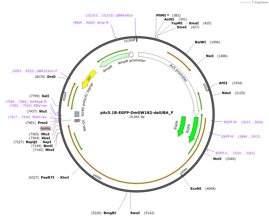 146327-plasmid-map-sequence-id-288772