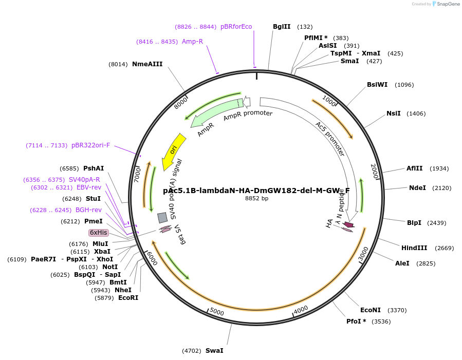 146342-plasmid-map-sequence-id-288787