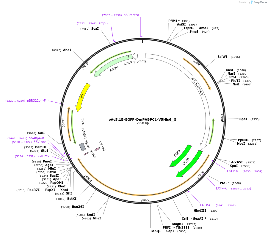 146352-plasmid-map-sequence-id-288797