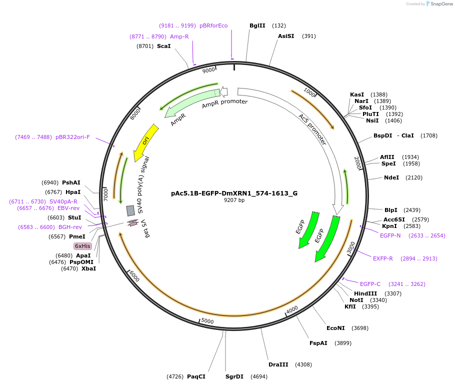 146356-plasmid-map-sequence-id-288801