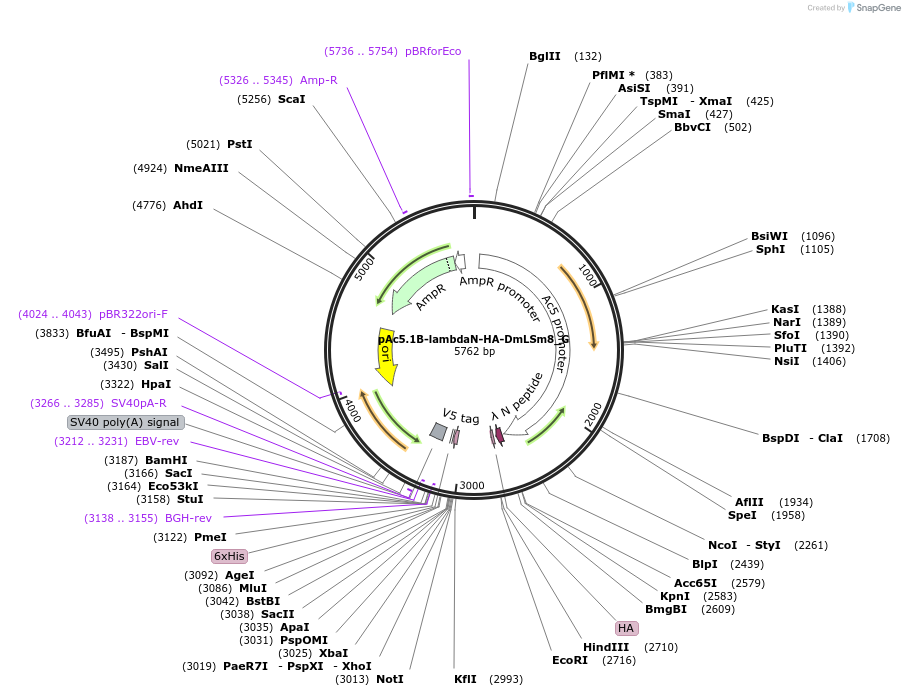 146367-plasmid-map-sequence-id-288812