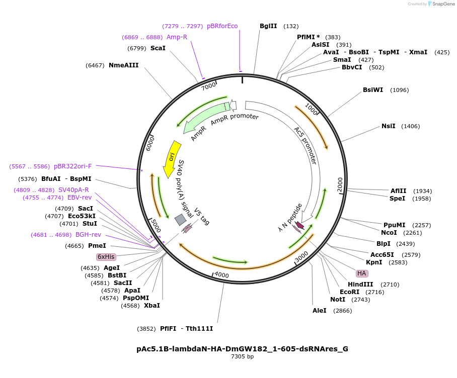 146387-plasmid-map-sequence-id-288832