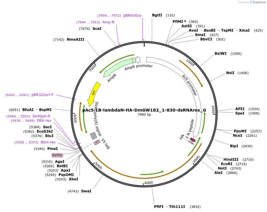 146388-plasmid-map-sequence-id-288833
