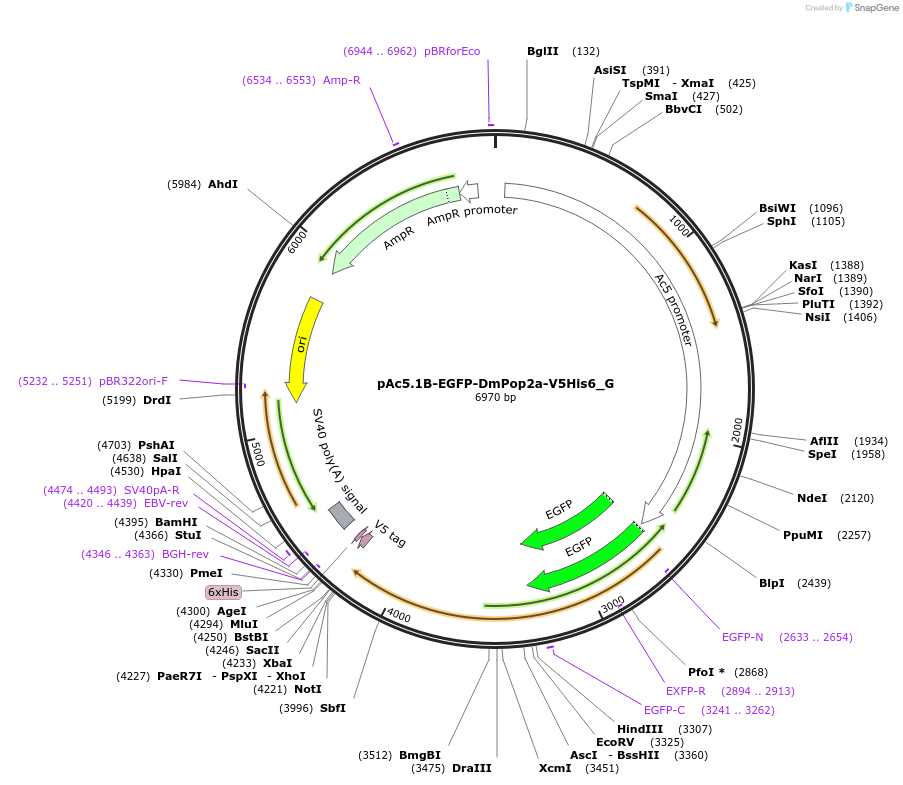 146390-plasmid-map-sequence-id-288835
