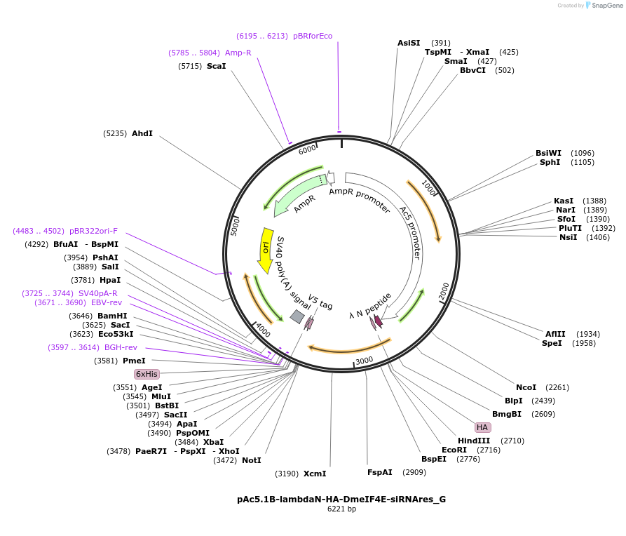 146391-plasmid-map-sequence-id-288836