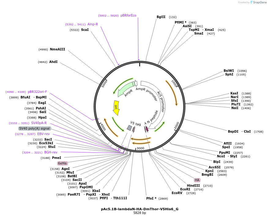146398-plasmid-map-sequence-id-288843