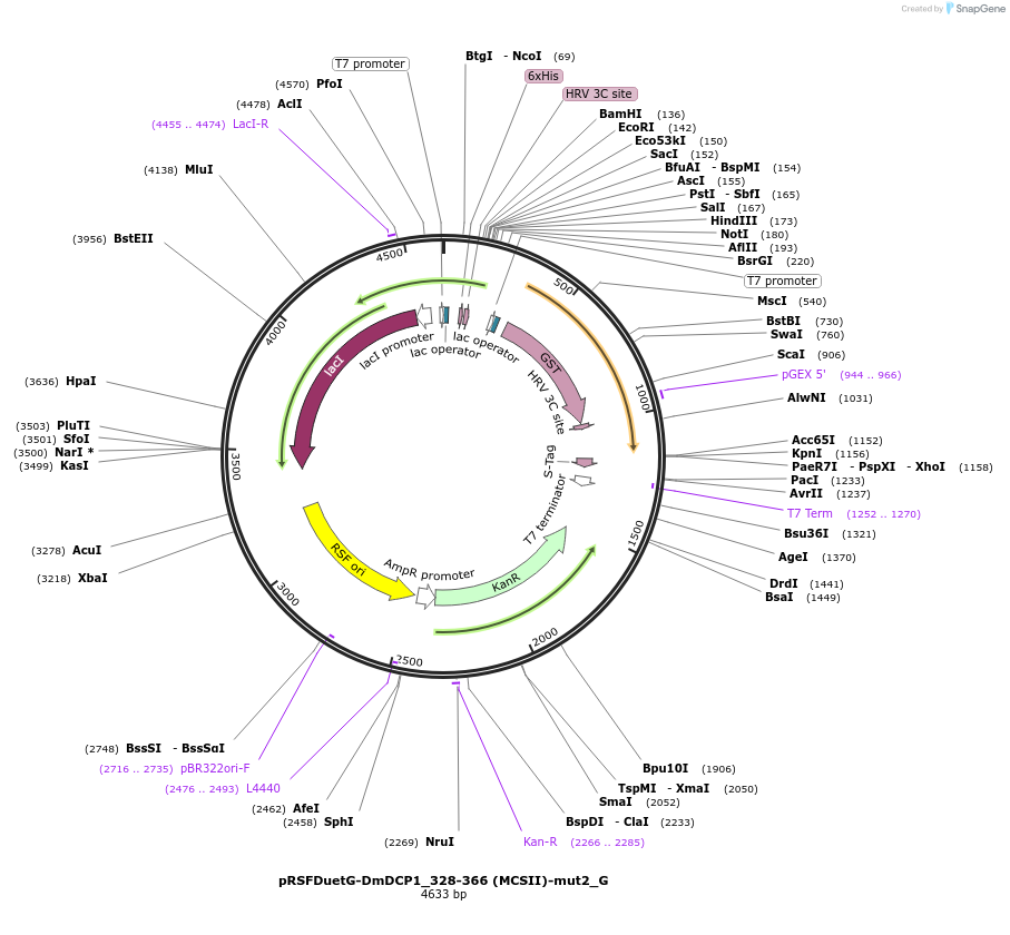 146404-plasmid-map-sequence-id-288849