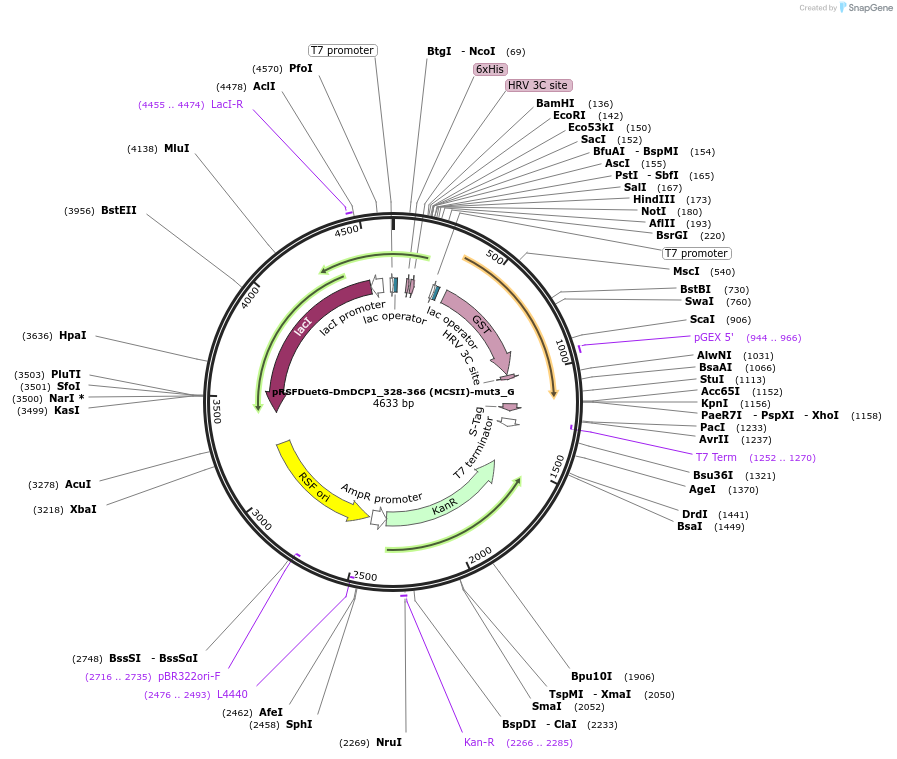 146405-plasmid-map-sequence-id-288850