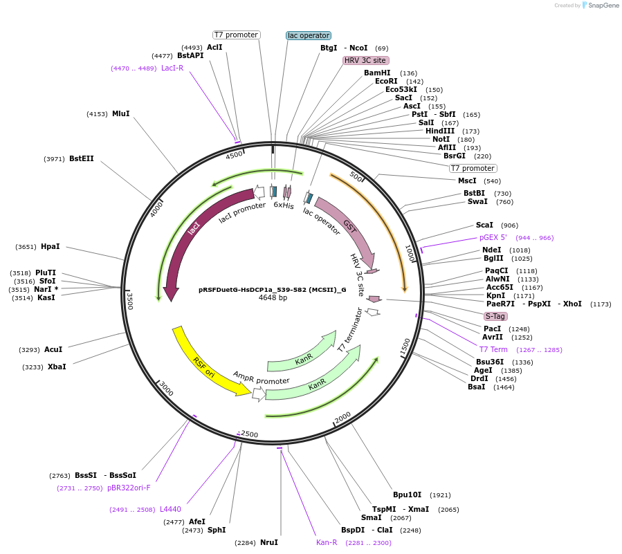 146407-plasmid-map-sequence-id-288852