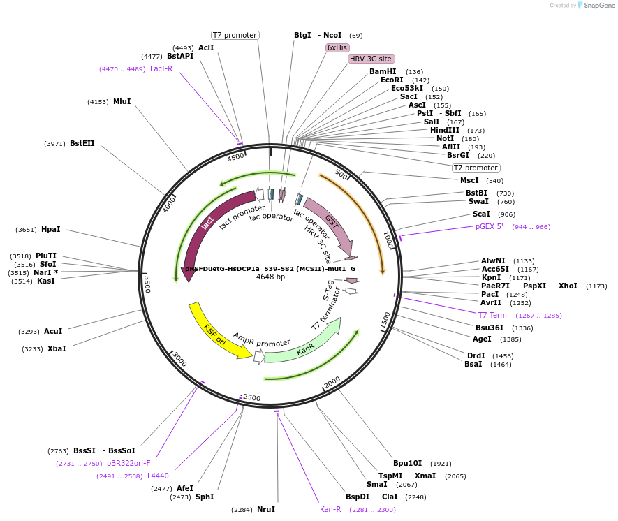 146408-plasmid-map-sequence-id-288853