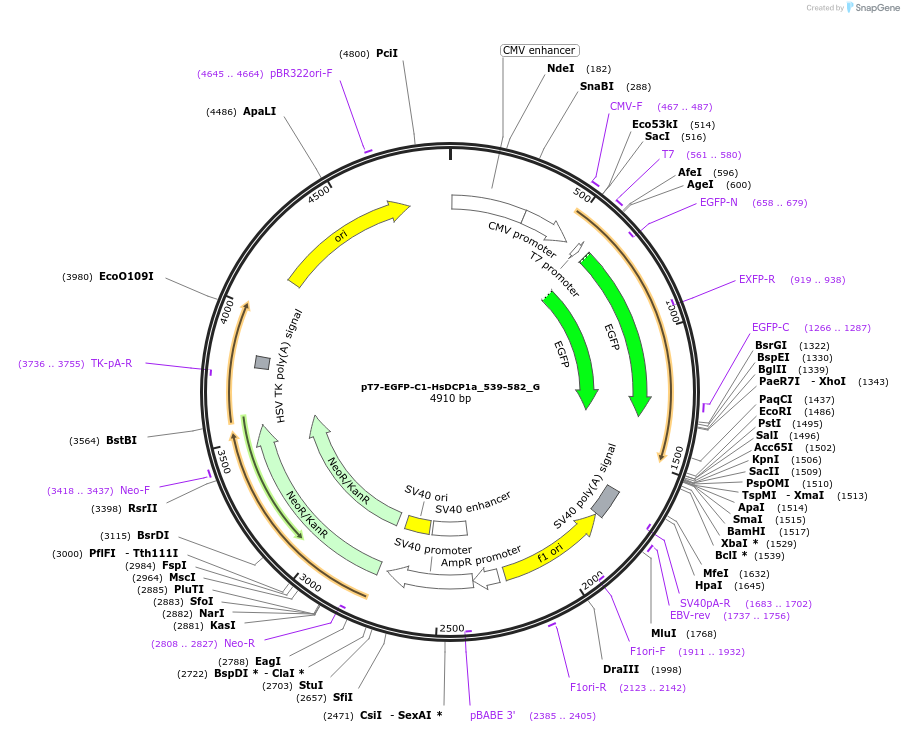 146412-plasmid-map-sequence-id-288857