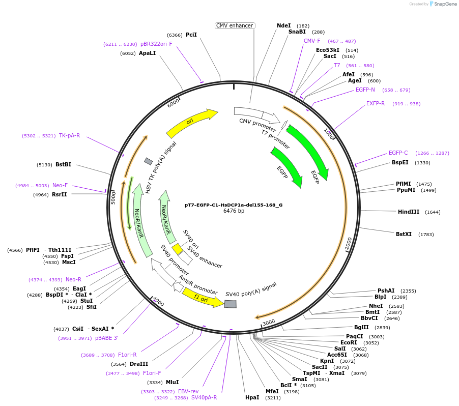 146413-plasmid-map-sequence-id-288858