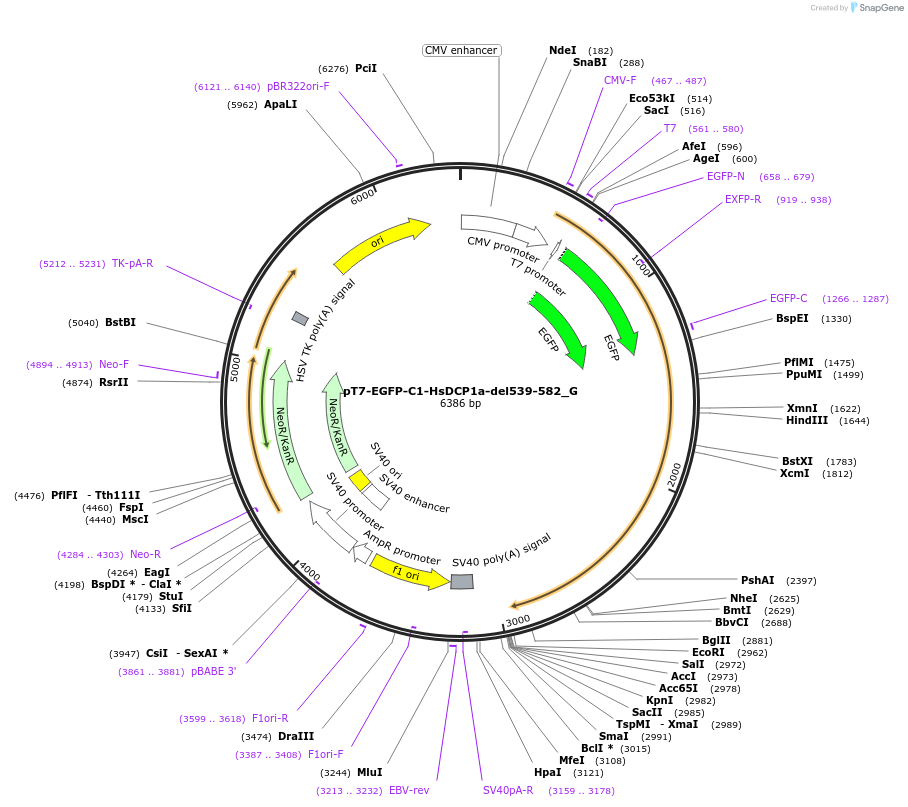 146414-plasmid-map-sequence-id-288859